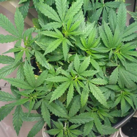 AK 47 Auto growlog timeline photo