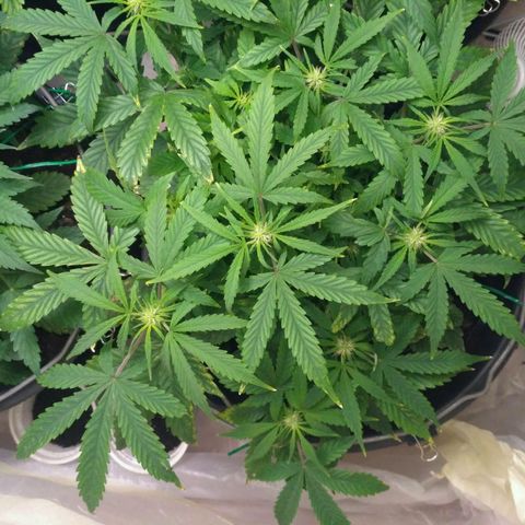 Satori growlog timeline photo