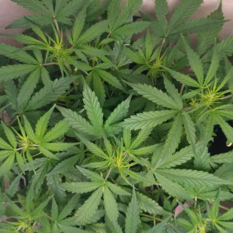 LSD growlog timeline photo