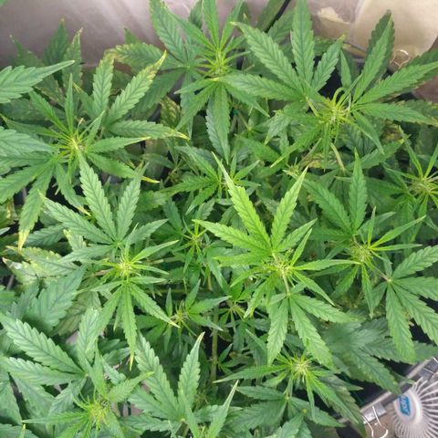 Tutankhamon growlog timeline photo
