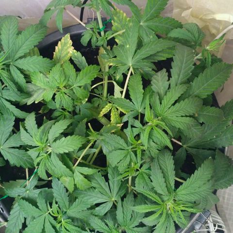 AK 47 Auto growlog timeline photo