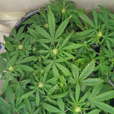 Satori growlog timeline photo