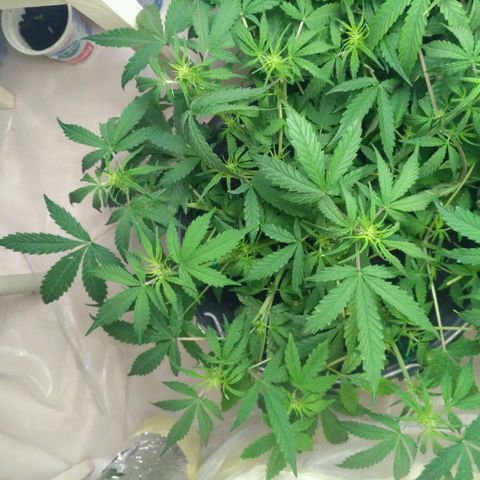 LSD growlog timeline photo