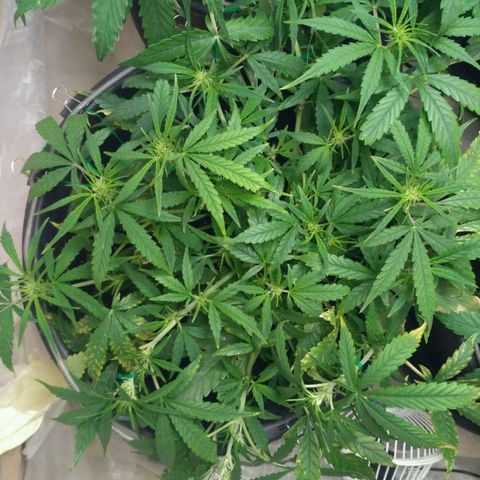 Tutankhamon growlog timeline photo