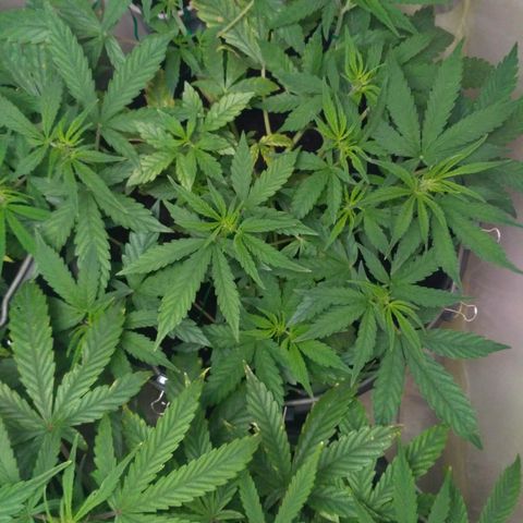 AK 47 Auto growlog timeline photo
