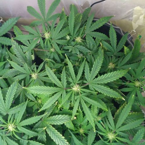Satori growlog timeline photo
