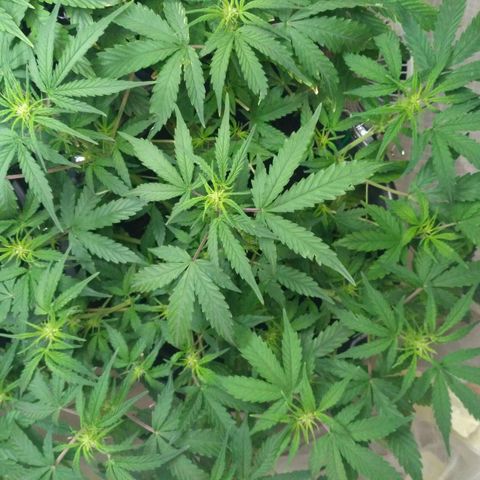 LSD growlog timeline photo