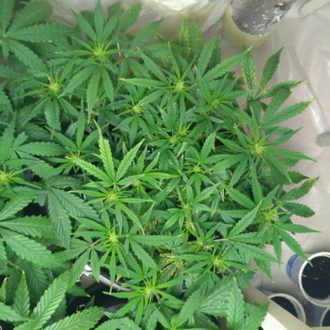 Tutankhamon growlog timeline photo