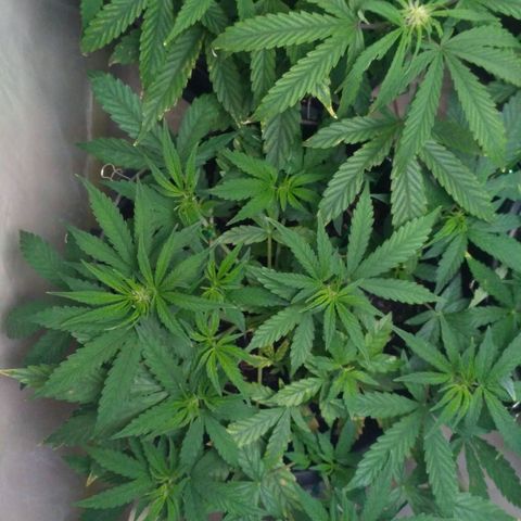 AK 47 Auto growlog timeline photo