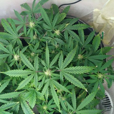 Satori growlog timeline photo