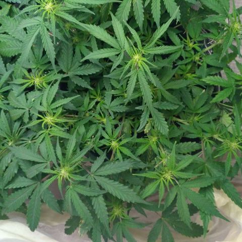 LSD growlog timeline photo