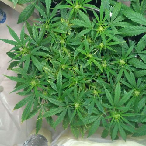 Tutankhamon growlog timeline photo