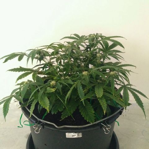 Satori growlog timeline photo