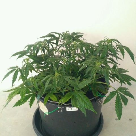 LSD growlog timeline photo