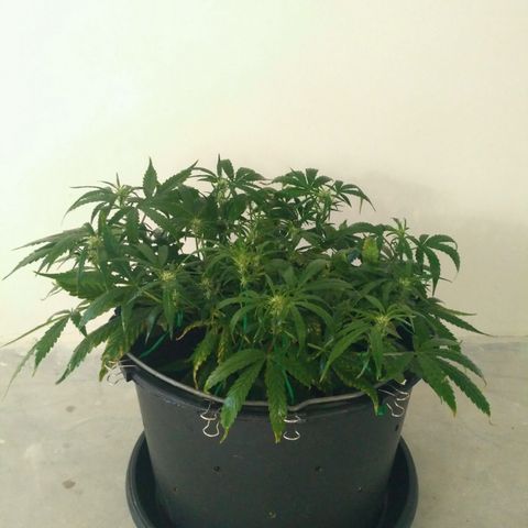 Tutankhamon growlog timeline photo