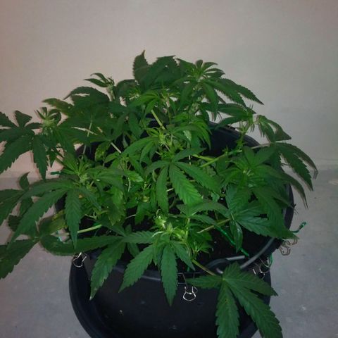 AK 47 Auto growlog timeline photo