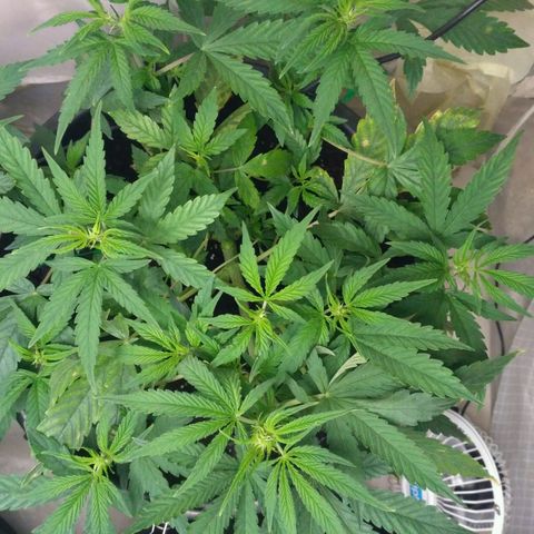 AK 47 Auto growlog timeline photo
