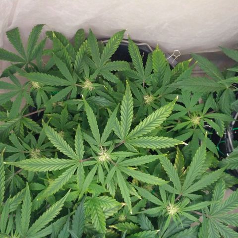 Satori growlog timeline photo