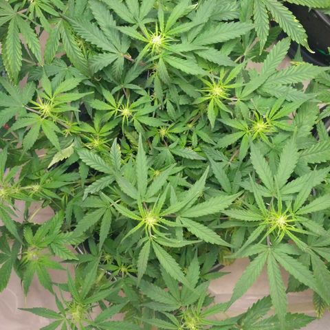 LSD growlog timeline photo
