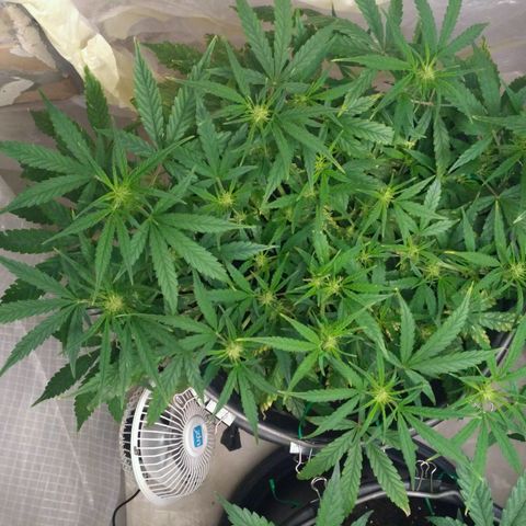 Tutankhamon growlog timeline photo