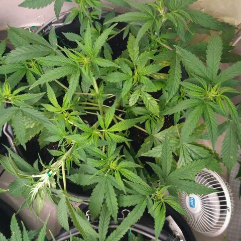 AK 47 Auto growlog timeline photo