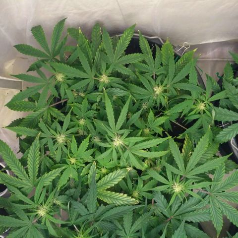 Satori growlog timeline photo