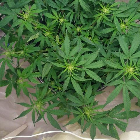 LSD growlog timeline photo
