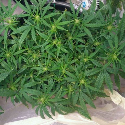 Tutankhamon growlog timeline photo
