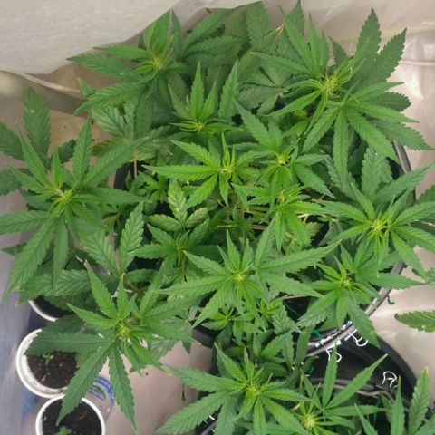 AK 47 Auto growlog timeline photo