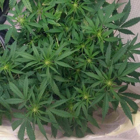 LSD growlog timeline photo