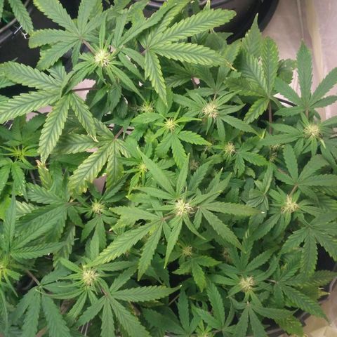 Satori growlog timeline photo