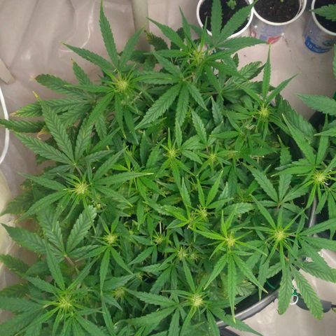Tutankhamon growlog timeline photo