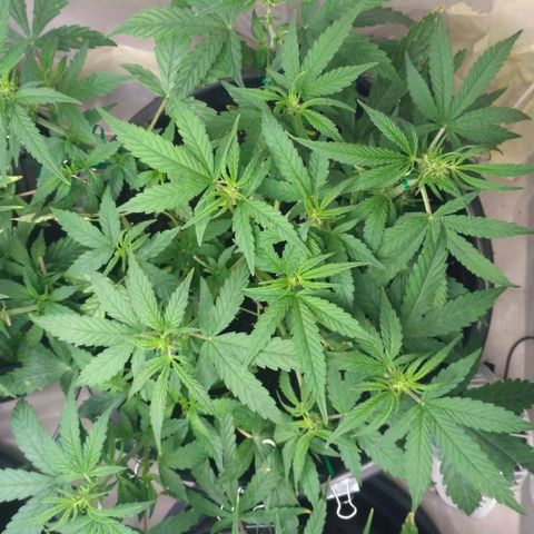AK 47 Auto growlog timeline photo