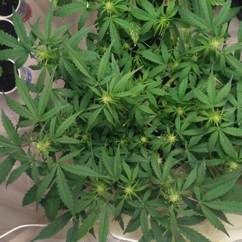 LSD growlog timeline photo