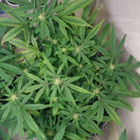 Satori growlog timeline photo