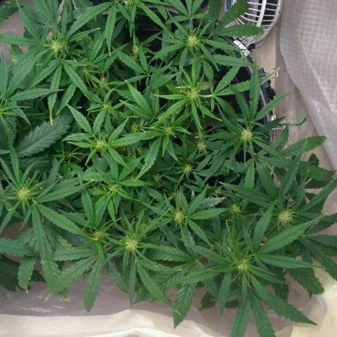 Tutankhamon growlog timeline photo