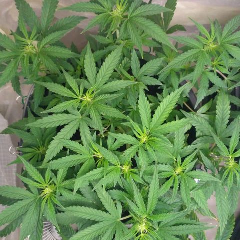 AK 47 Auto growlog timeline photo