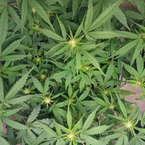 LSD growlog timeline photo