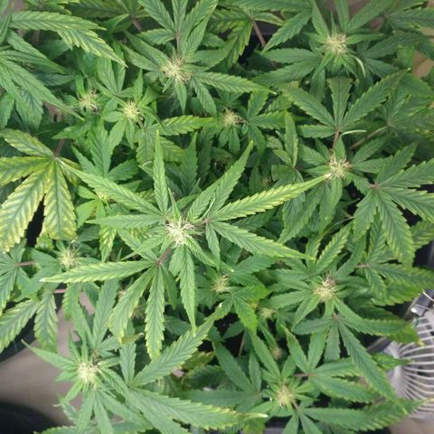 Satori growlog timeline photo