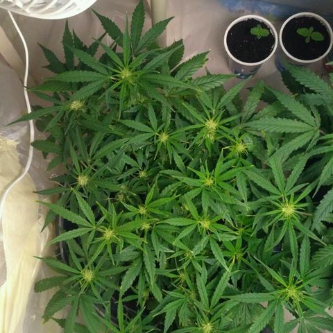 Tutankhamon growlog timeline photo
