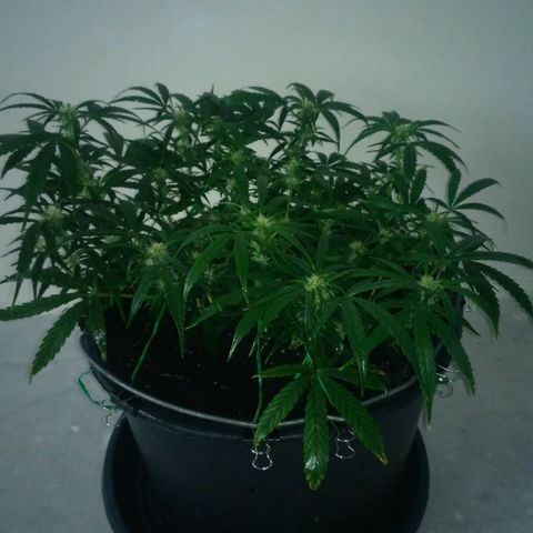 Tutankhamon growlog timeline photo