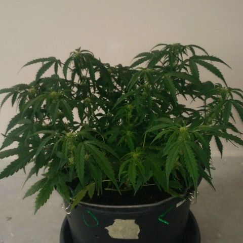 LSD growlog timeline photo