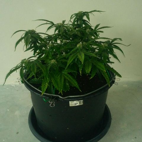 Satori growlog timeline photo