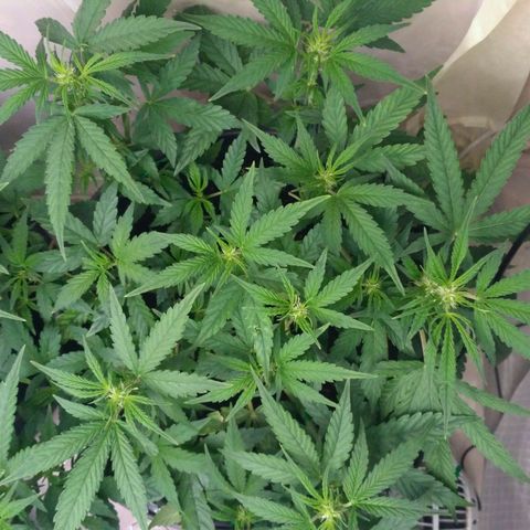 AK 47 Auto growlog timeline photo