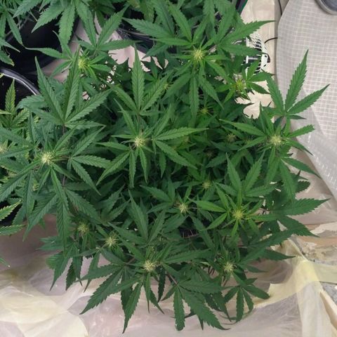 LSD growlog timeline photo