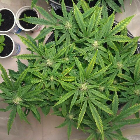 Satori growlog timeline photo