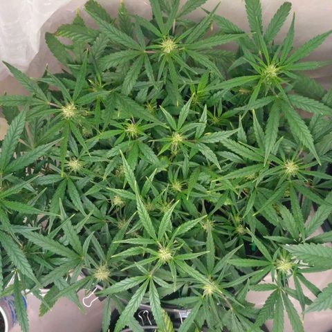 Tutankhamon growlog timeline photo
