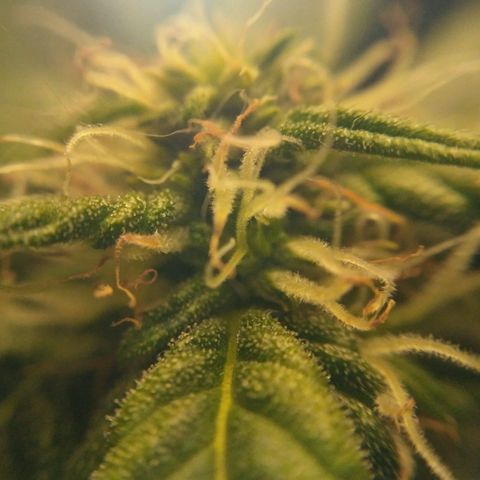 Satori growlog timeline photo
