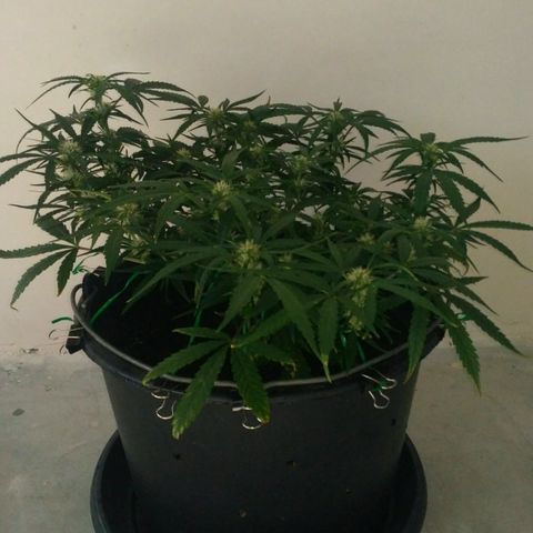 Tutankhamon growlog timeline photo