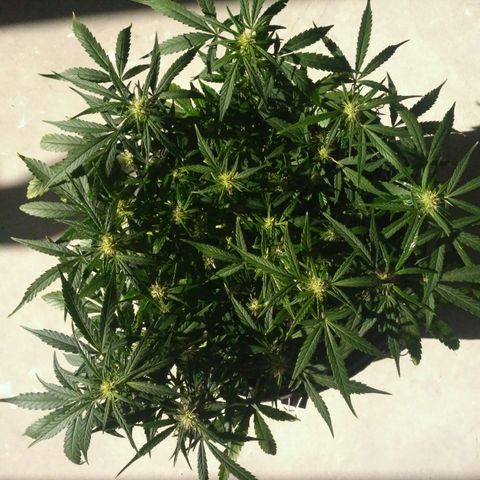 Tutankhamon growlog timeline photo